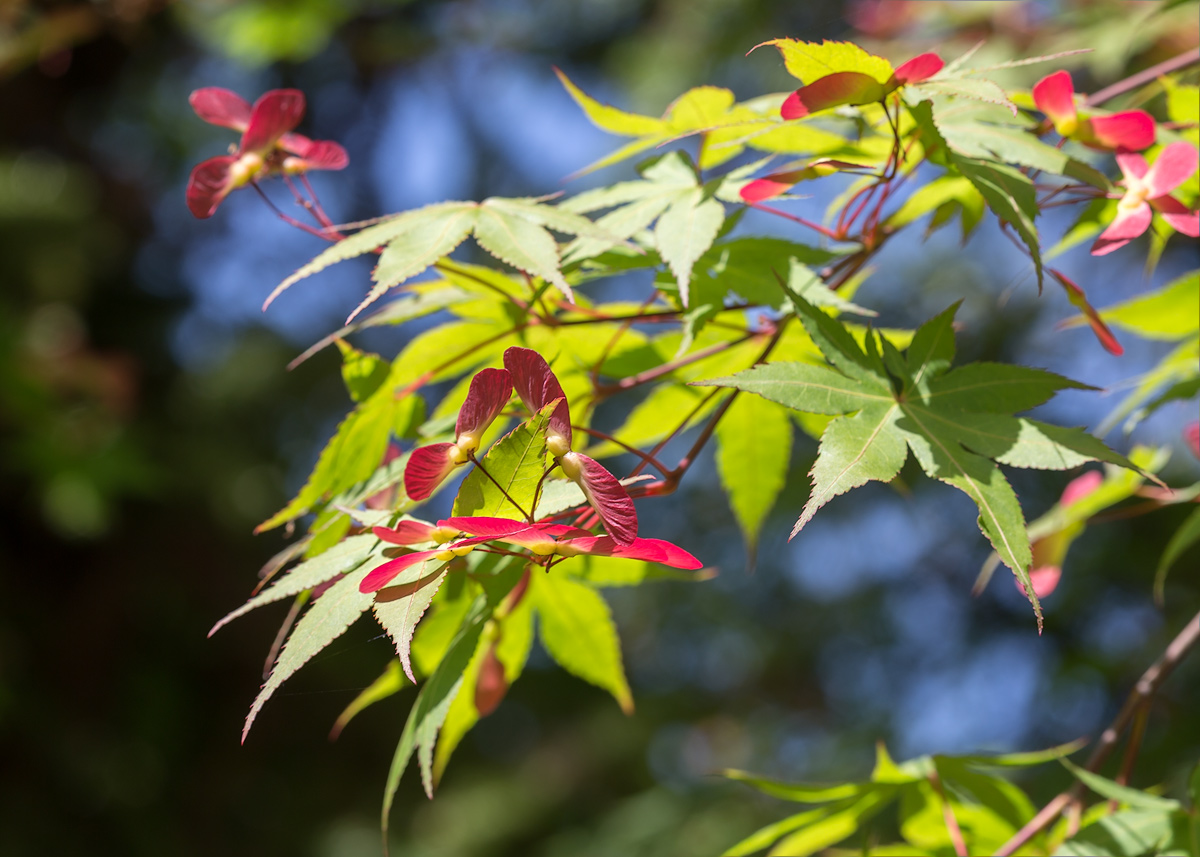 Image of Acer palmatum specimen.