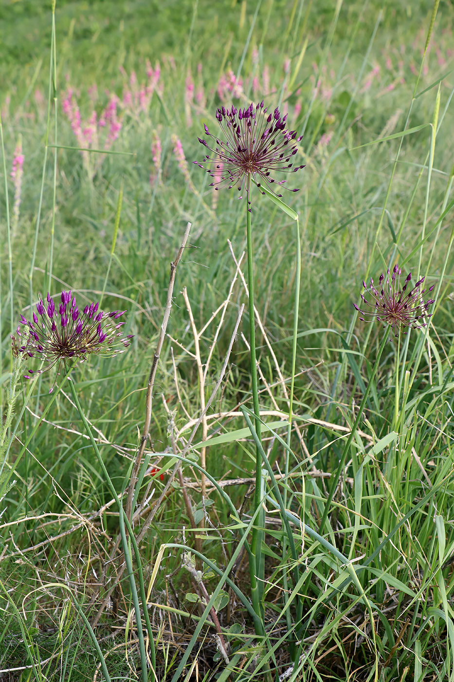 Image of Allium longiradiatum specimen.