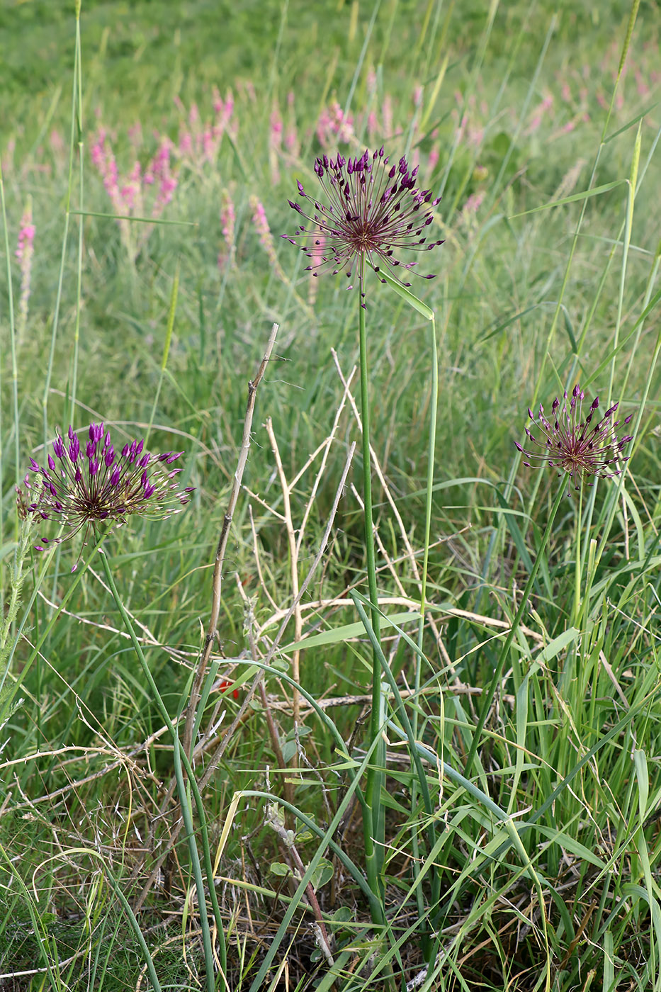 Изображение особи Allium longiradiatum.