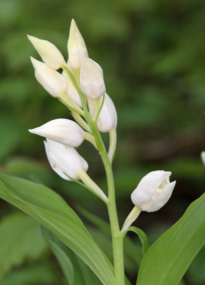 Image of Cephalanthera caucasica specimen.