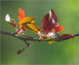 Malus niedzwetzkyana