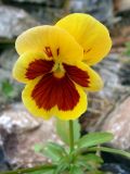 Viola wittrockiana