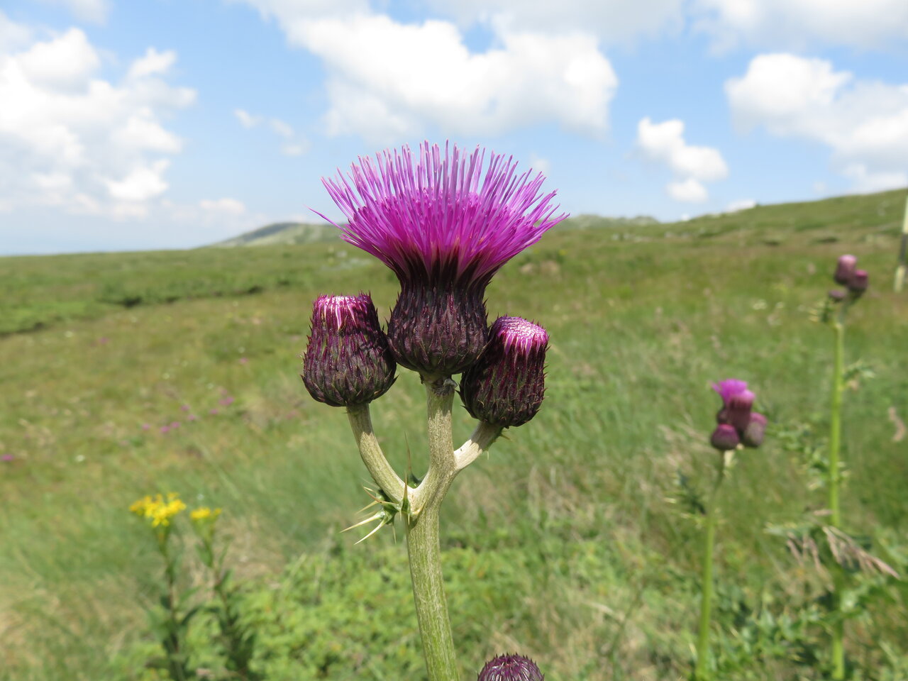 Изображение особи Cirsium appendiculatum.