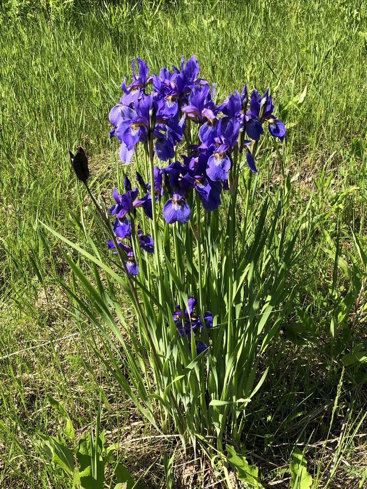 Изображение особи Iris sanguinea.