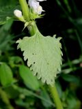 Lamium album