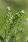 Trifolium montanum. Верхушки побегов с соцветиями. Ростовская обл., Белокалитвинский р-н, окр. с. Литвиновка, ур. Филькино, степная опушка леса. 28.05.2022.