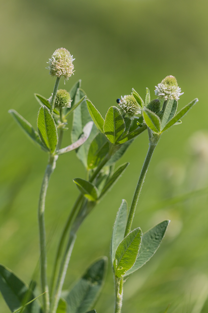 Изображение особи Trifolium montanum.