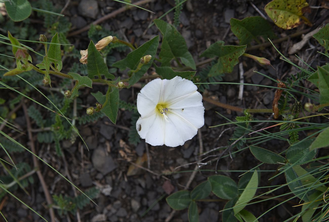 Изображение особи Convolvulus arvensis.