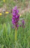 Dactylorhiza salina. Цветущее растение. Алтай, Кош-Агачский р-н, окр. с. Кокоря, пойменный луг. 24 июня 2022 г.