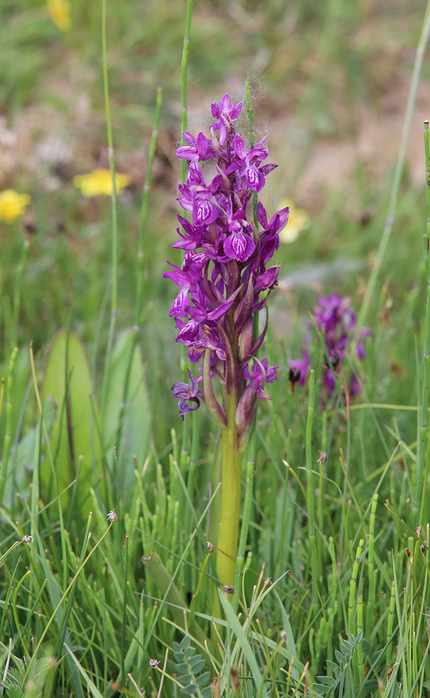 Изображение особи Dactylorhiza salina.