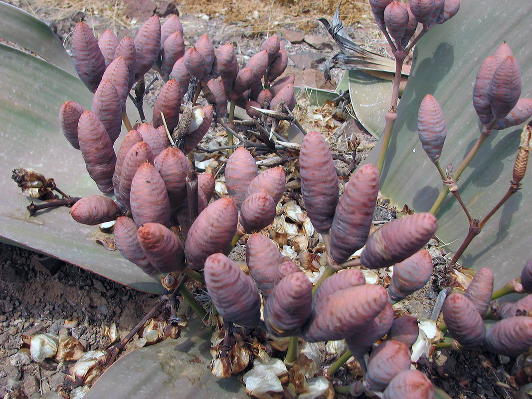 Изображение особи Welwitschia mirabilis.