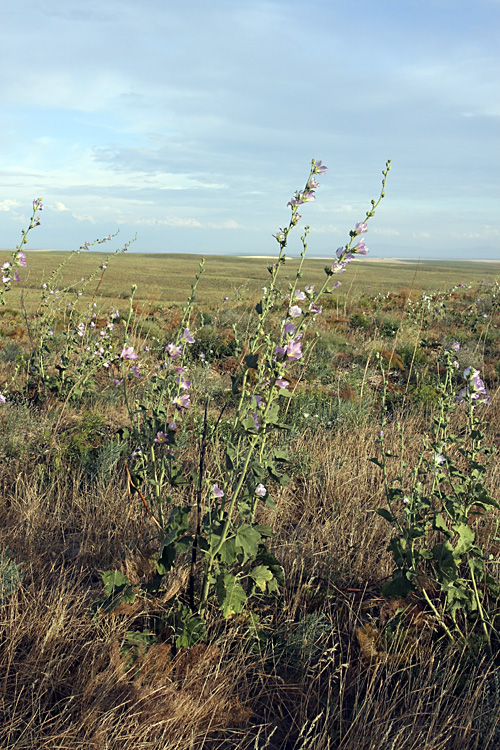 Изображение особи Alcea litwinowii.