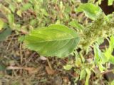 Amaranthus retroflexus