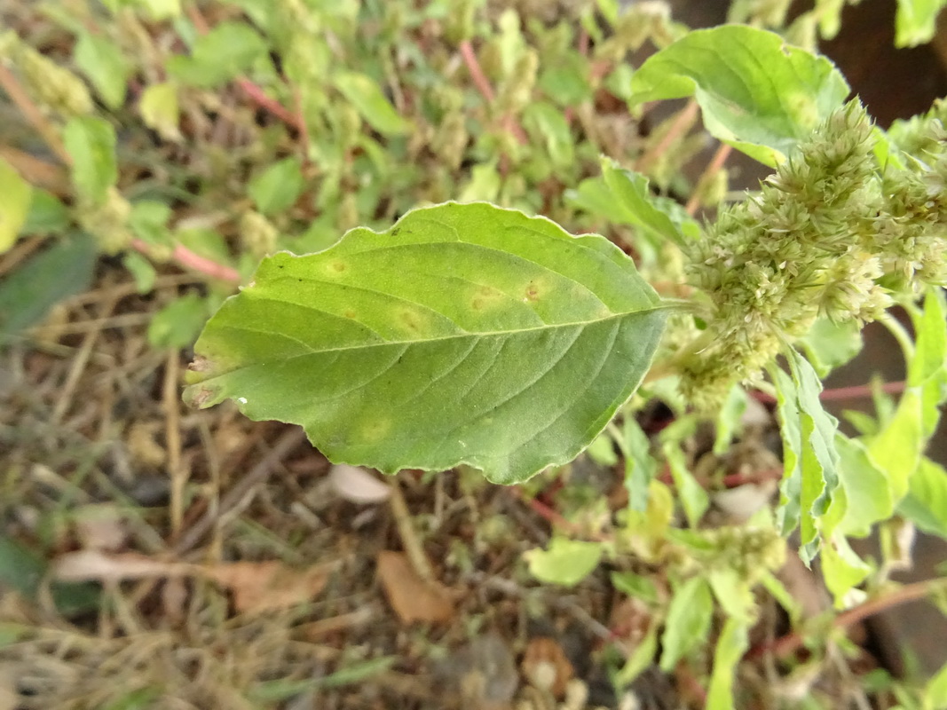 Изображение особи Amaranthus retroflexus.