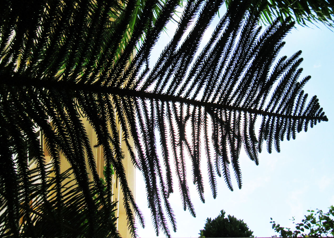 Image of Araucaria heterophylla specimen.