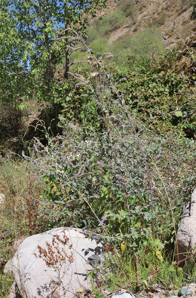 Image of Mentha asiatica specimen.