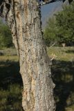 Populus laurifolia. Фрагмент ствола дерева с обломанным сучком. Республика Алтай, Улаганский р-н, правый берег реки Чулышман напротив урочища Ак-Курум, береговая терраса. 8 августа 2020 г.