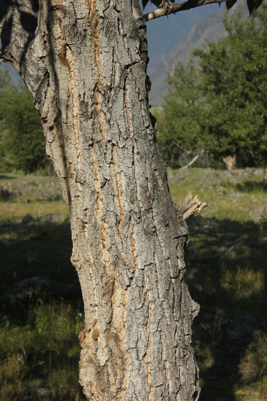 Image of Populus laurifolia specimen.
