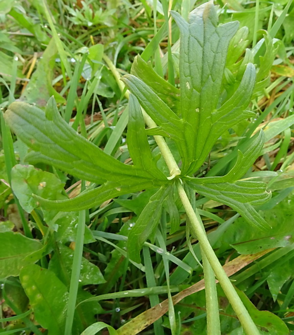 Image of genus Ranunculus specimen.