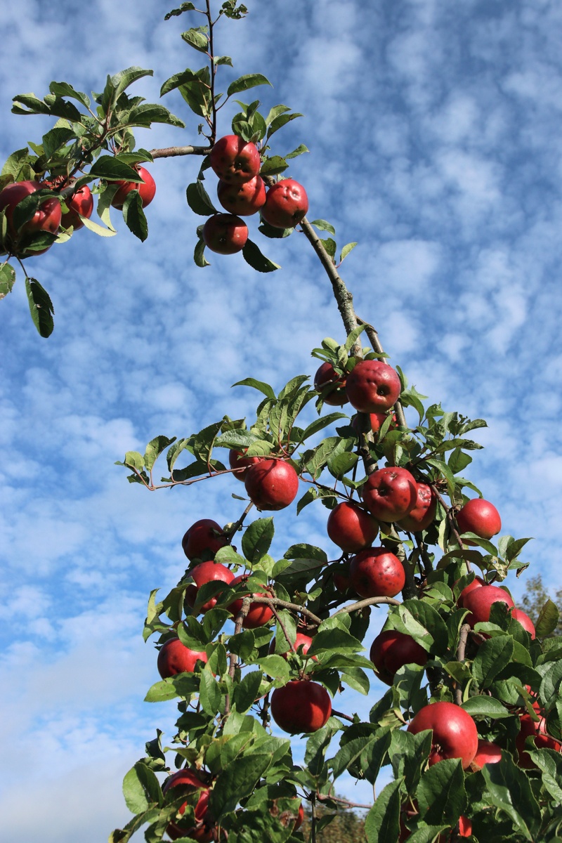 Изображение особи Malus domestica.