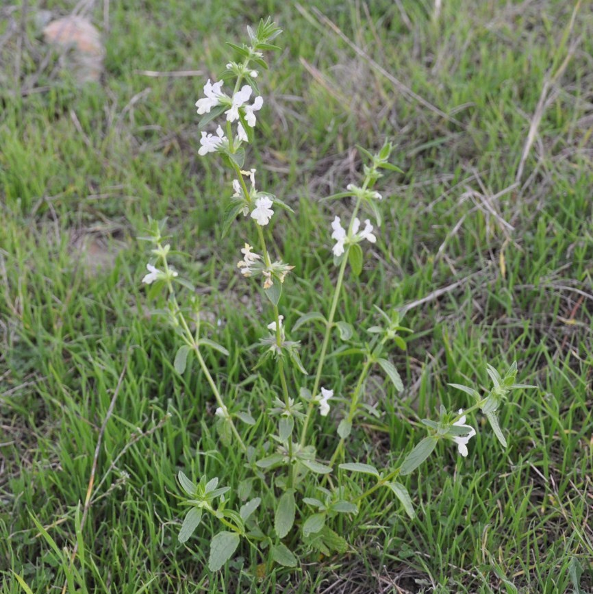 Image of Stachys annua specimen.