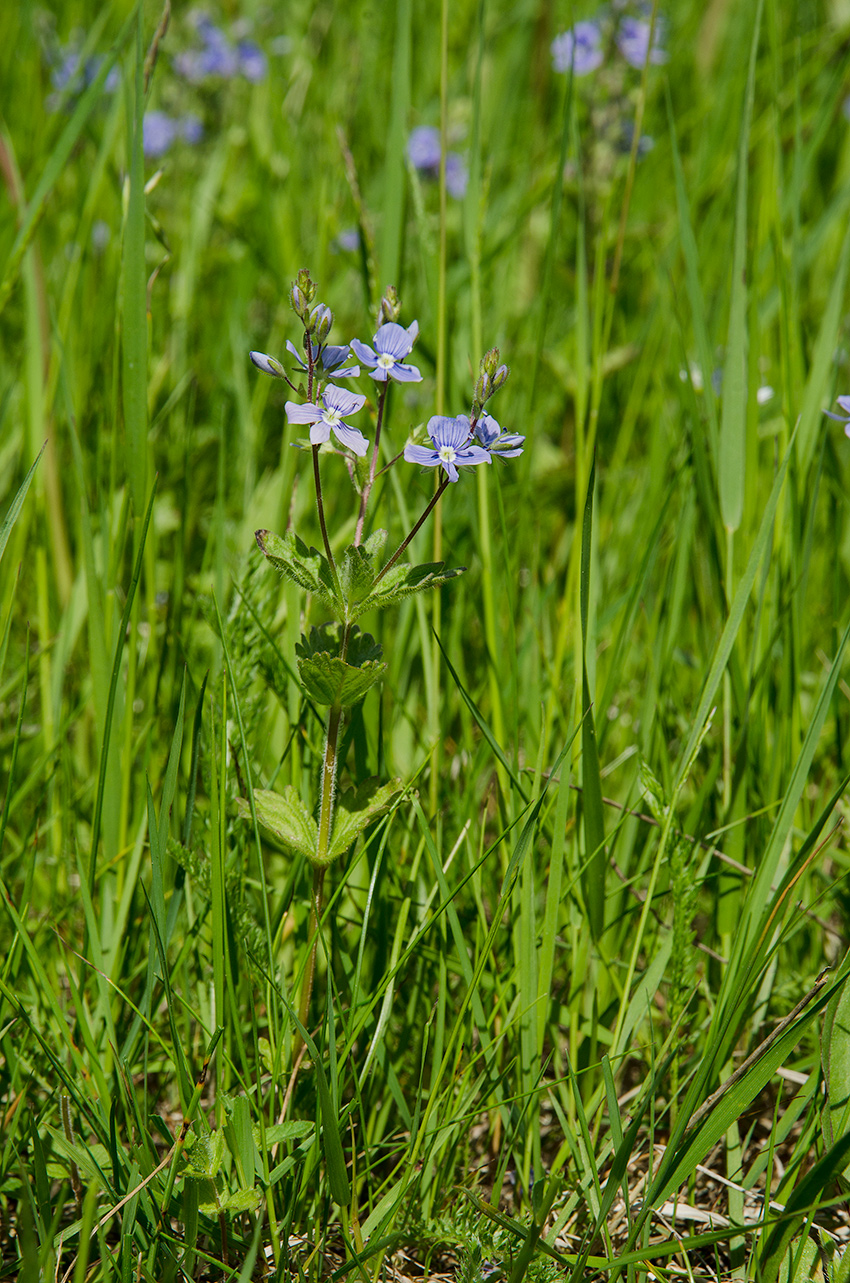 Image of Veronica chamaedrys specimen.