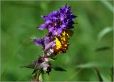 Melampyrum nemorosum. Соцветие. Московская обл., Раменский р-н, окр. ж.-д. платформы Хрипань, смешанный лес у ЛЭП. 30.06.2022.