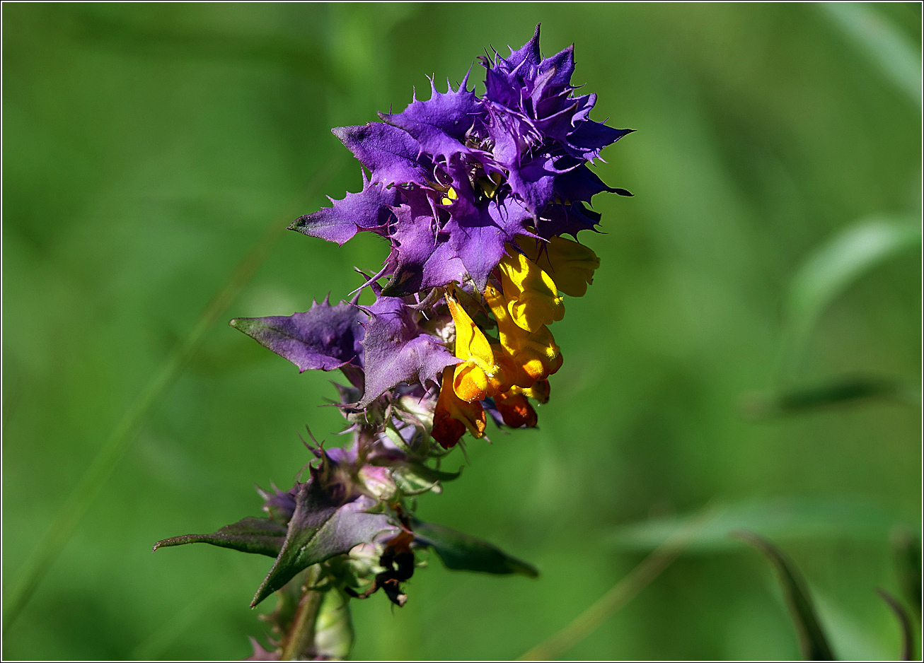 Изображение особи Melampyrum nemorosum.