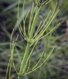 Equisetum fluviatile