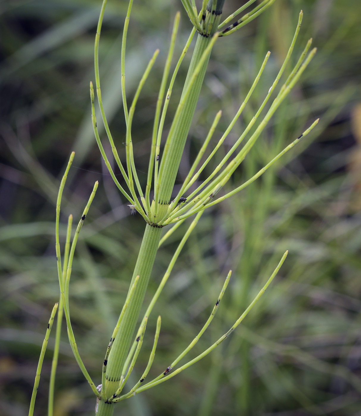 Изображение особи Equisetum fluviatile.