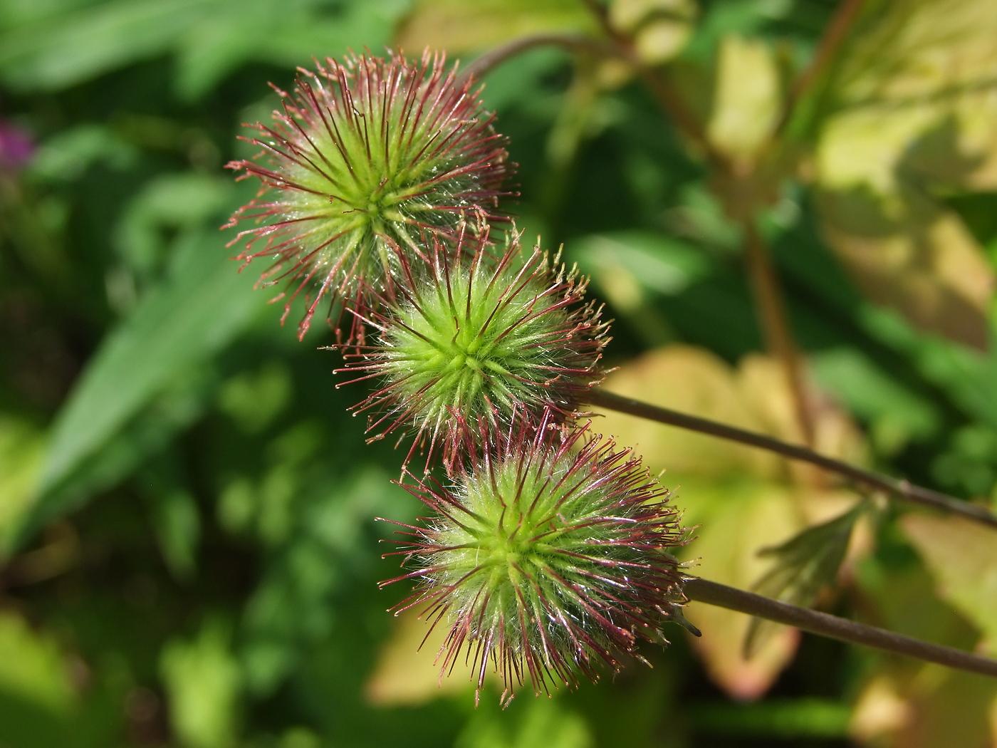 Изображение особи Geum aleppicum.