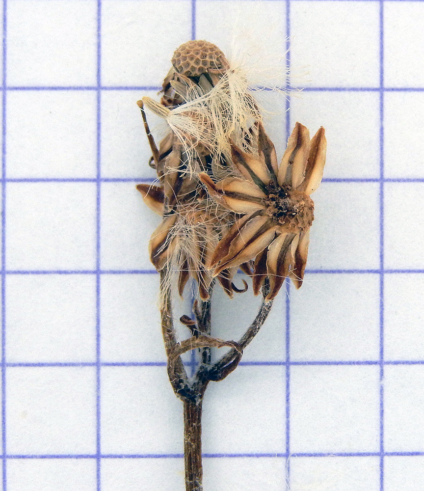 Image of Senecio grandidentatus specimen.
