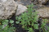 Mentha longifolia