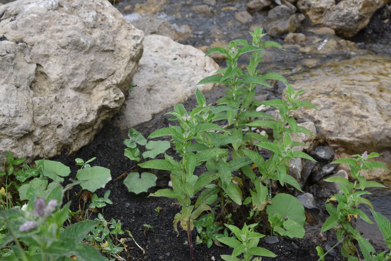 Image of Mentha longifolia specimen.