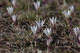 Colchicum kesselringii