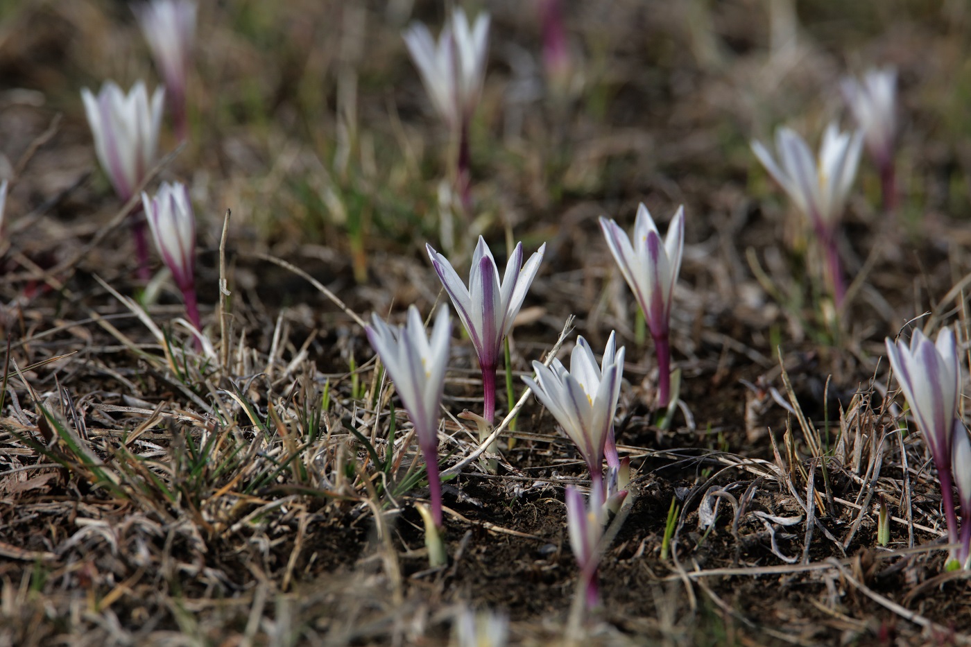 Изображение особи Colchicum kesselringii.