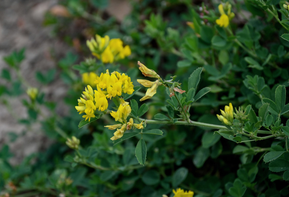 Изображение особи род Medicago.