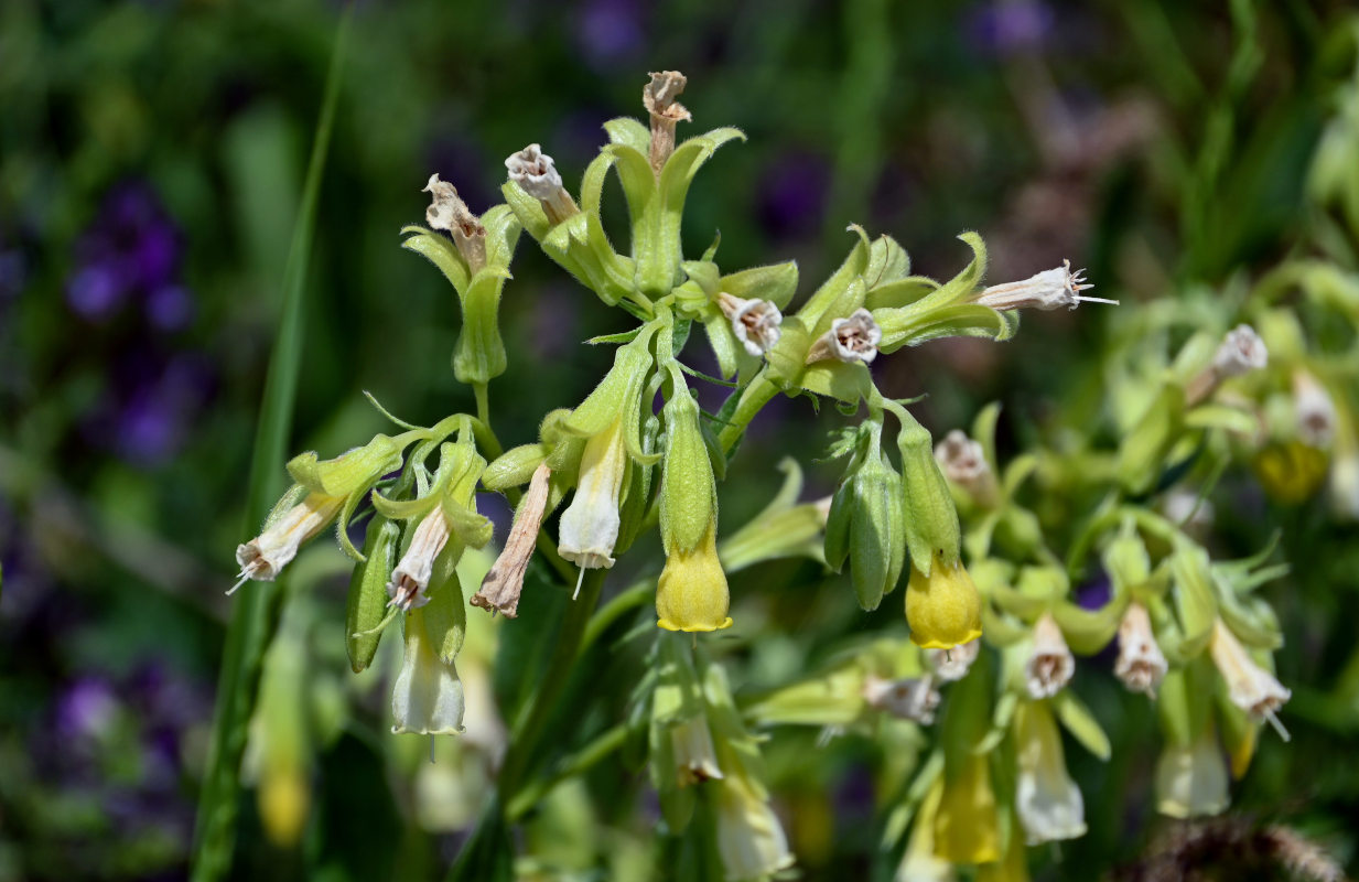 Image of Onosma sericea specimen.
