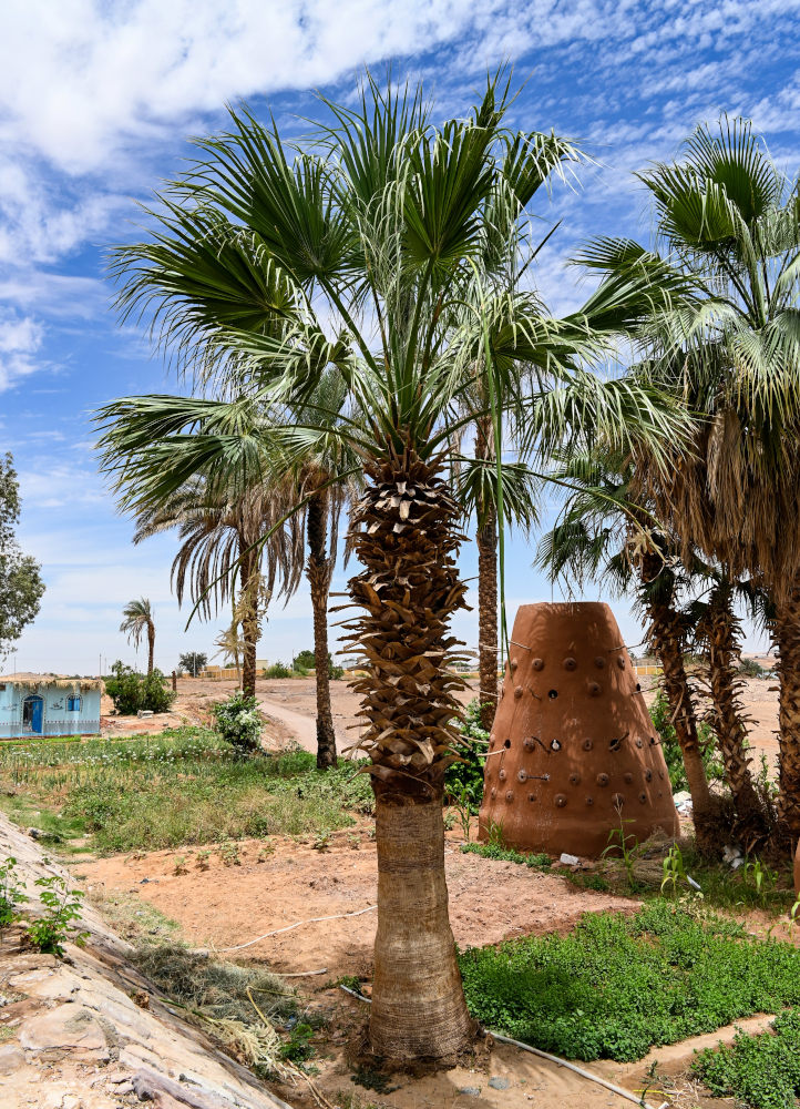 Image of Washingtonia robusta specimen.