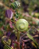 Medicago orbicularis. Незрелый плод. Крым, Феодосия, хр. Тепе-Оба, степной склон. 25.05.2023.