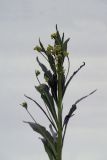 Armoracia rusticana. Верхушка расцветающего растения. Республика Молдова, пригород Кишинёва. 4 мая 2010 г.