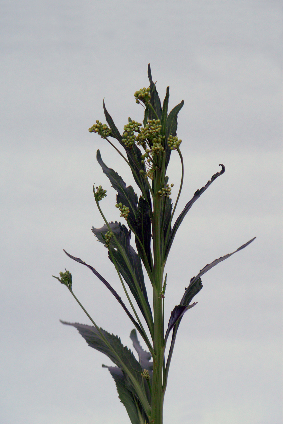 Изображение особи Armoracia rusticana.