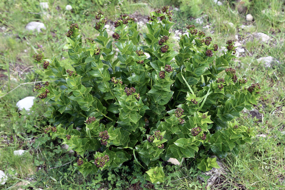 Image of Vincetoxicum funebre specimen.