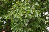 Juglans regia