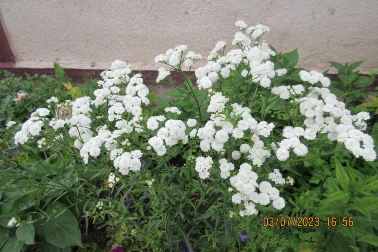 Image of Achillea ptarmica var. multiplex specimen.