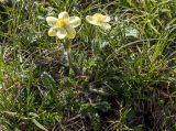 Anemonastrum speciosum