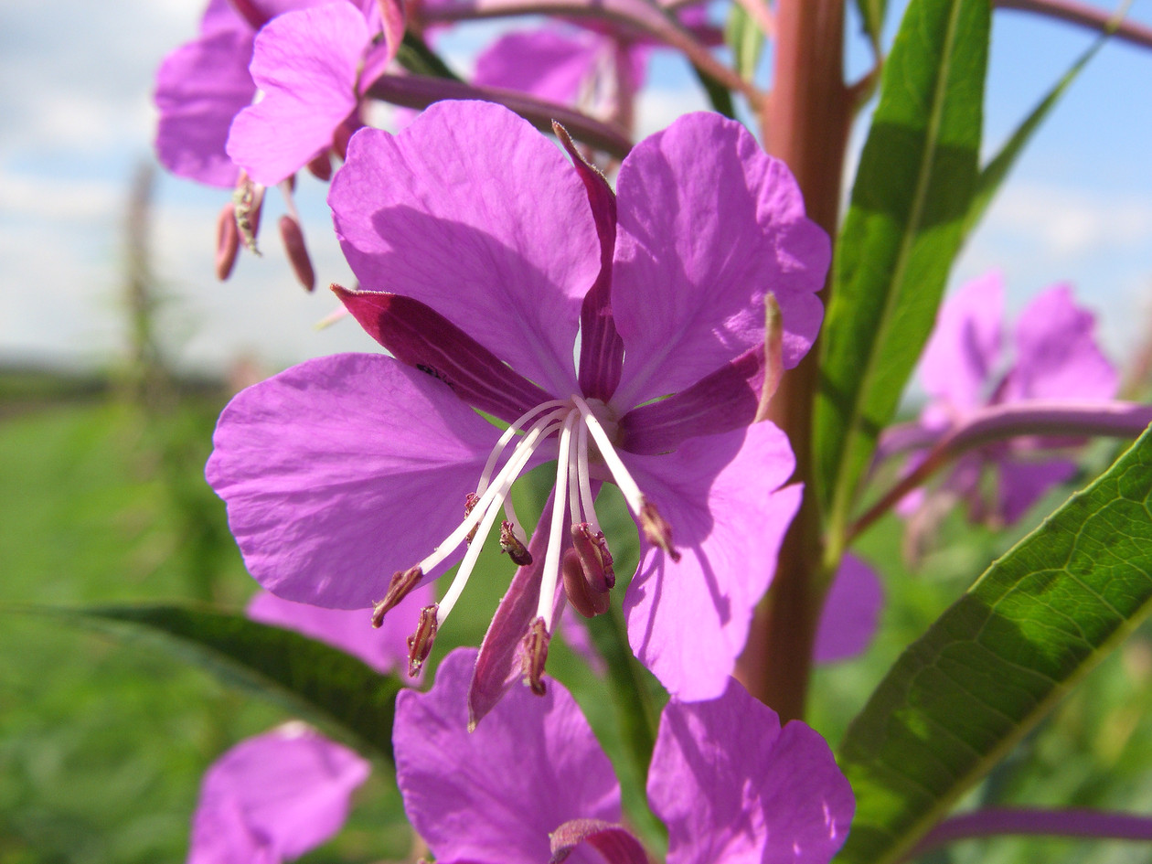 Image of Chamaenerion angustifolium specimen.