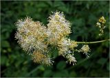 Thalictrum lucidum. Соцветие. Московская обл., Раменский р-н, окр. дер. Хрипань, садовый участок. 16.07.2023.