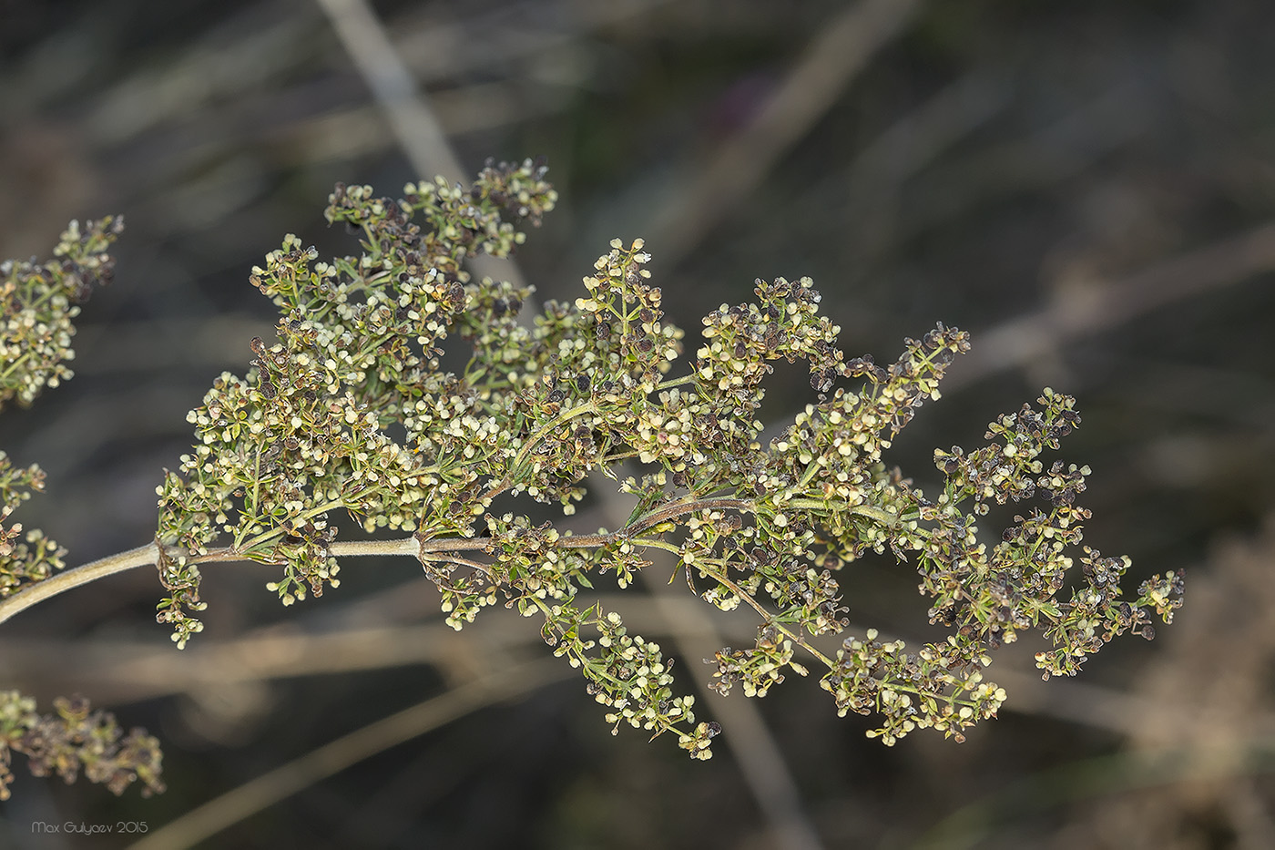 Image of Galium verum specimen.