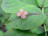 Euonymus pauciflorus